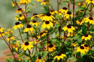 Tri-Lobed Coneflower