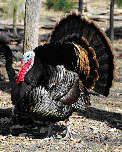 The Museum’s turkeys participate in the annual Turkey Pardoning before Thanksgiving, ushering in the holiday season.
