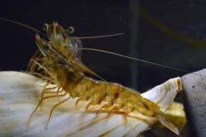 two penaeid shrimp for sign