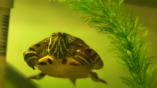 Picture of a turtle swimming in water.