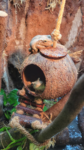 Picture of two frogs on a hanging coconut.
