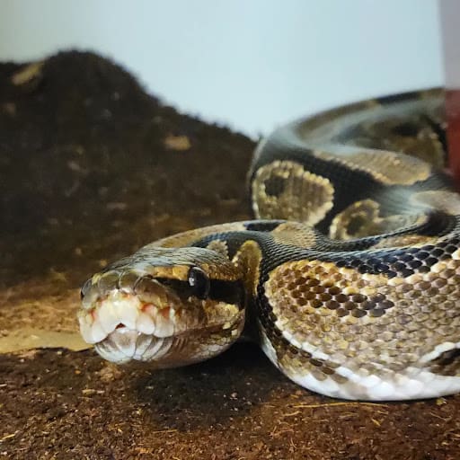 Picture of a Ball Python