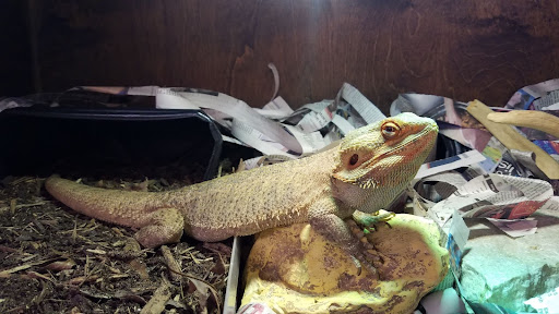 Picture of a bearded dragon.