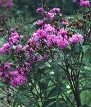 Upland Ironweed