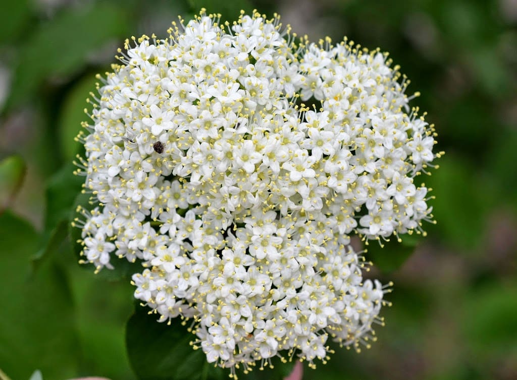 Virginia Living Museum Flowers In Bloom 1 Another Lovely Flowering Shrub Is Choke Berry Which Has Bright Red Berries In The Fall