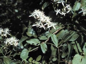 Virgin's Bower