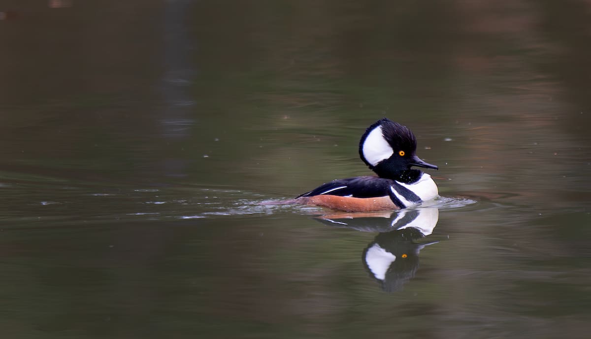 World Migratory Bird Day