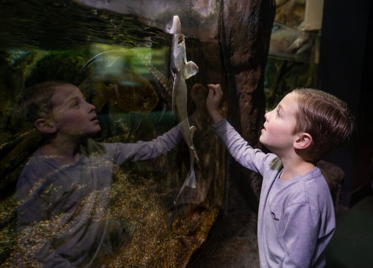Our sturgeon feedings offer an unforgettable look at the native animals of Virginia and the waterways they call home.