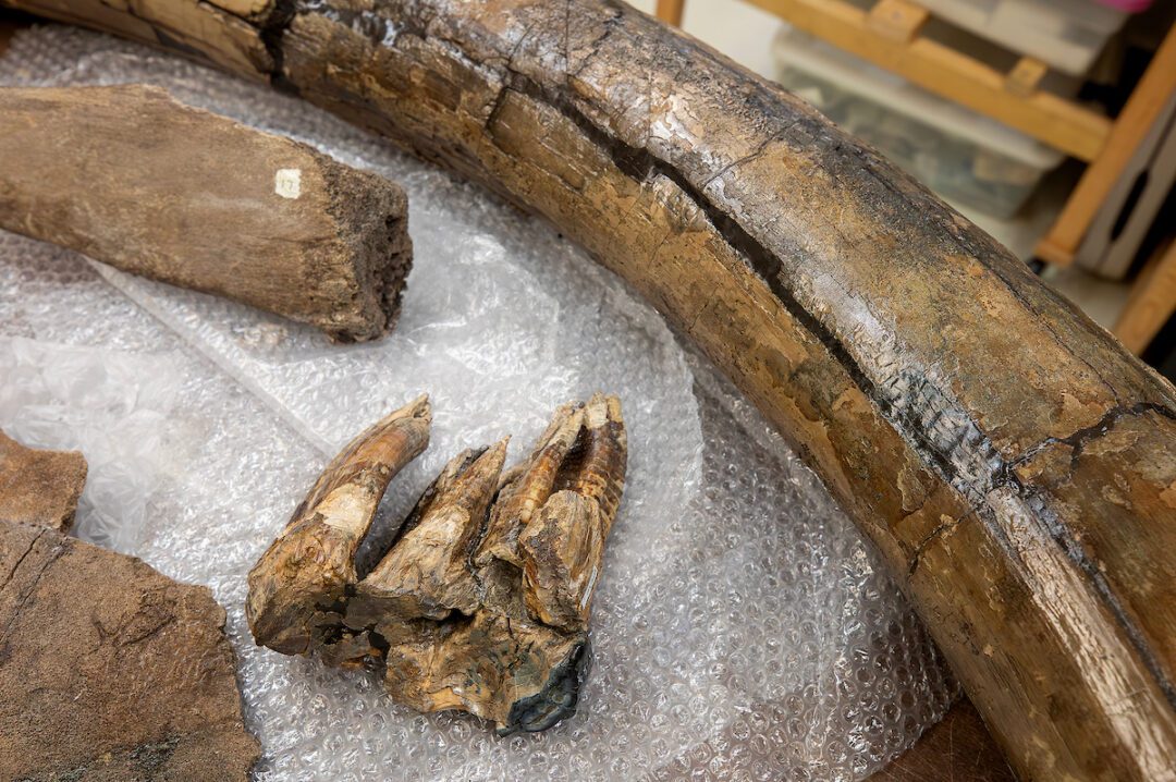 How We Care for the Museum’s Non-Live Collections