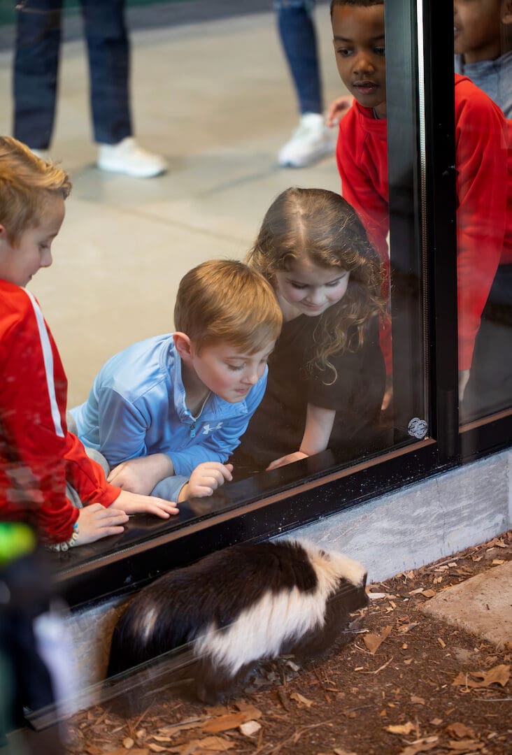 Children get eye-level with Lux the skunk to watch him skurry around his exhibit.