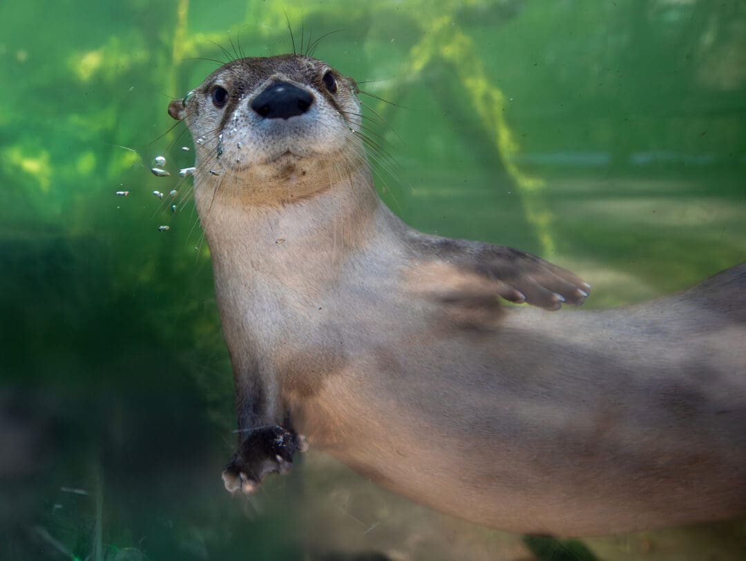Virginia Living Museum shoot Monday February 24, 2025. Wild Center. Nora the otter