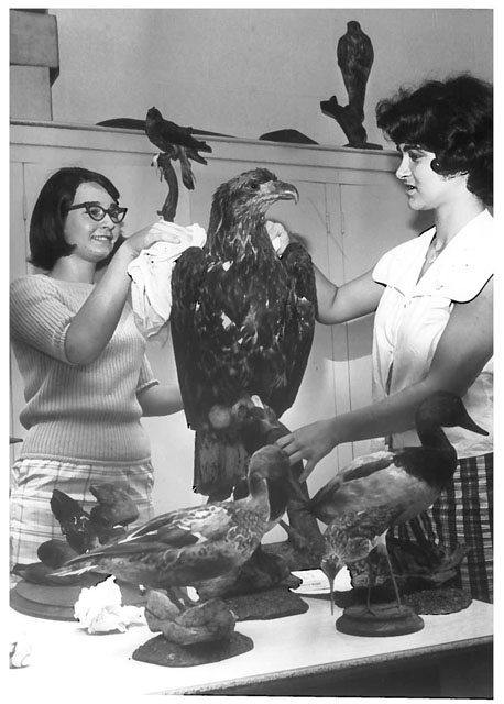 Volunteers prepare stuffed birds for an early exhibit at the Peninsula Junior Nature Museum and Planetarium.