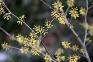 Witch Hazel