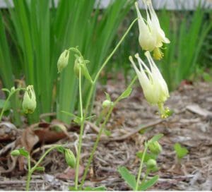 Yellow Columbine