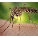 Naturally Speaking: Mosquitoes, the Zika Virus, and Virginia: An Update